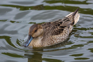 duck swimming