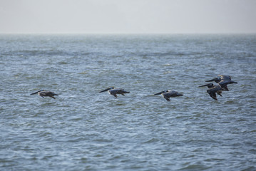 Brown Pelicans flying in California, summer 2018