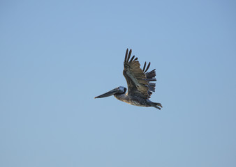 Flying Brown Pelican in California, summer 2018