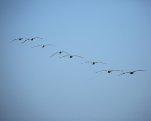 Brown Pelicans flying in California, summer 2018