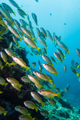 Fototapeta na wymiar Thailand: Large school of shiny Fusilier fishes at Richelieu Rock