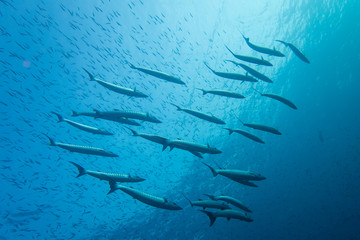 Obraz premium Thailand: School of barracudas at Richelieu Rock