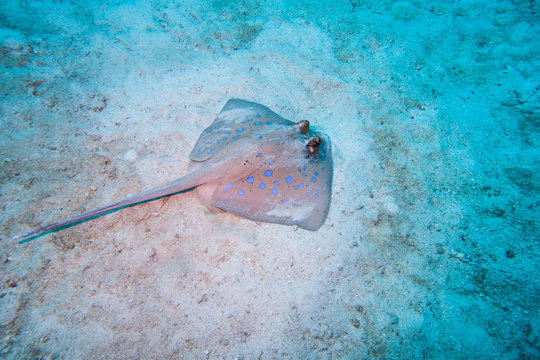  Bluespotted ribbontail ray searching the sand at the bottom of a coral reef  for food in the Red Sea in Egypt