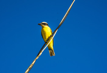 Pássaro Amarelo