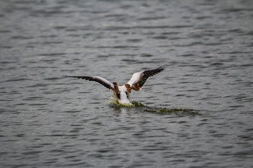 duck swimming