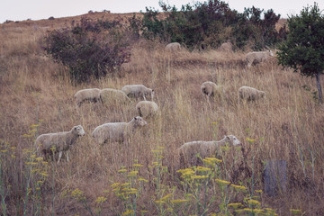 Sheep grazing on a hill