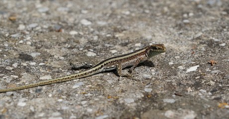 Small lizard on rock in the sun