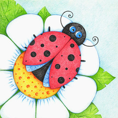 hand drawn illustration of ladybird seating on flower by color pencils