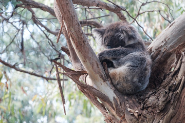 Koalas along the Great Ocean Road