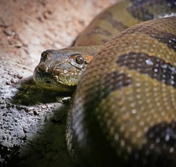 Observant constrictor snake, looking in the camera