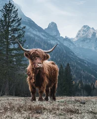 Gartenposter Schottischer Hochländer Single Bautiful Highland Cattle allein stehend auf einer gefrorenen Wiese vor riesigen Gipfeln in den italienischen Dolomiten