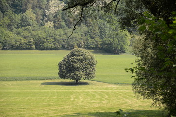 Baum im Kochertal