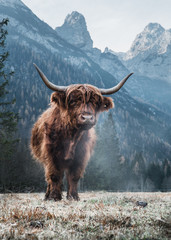 Single Bautiful Highland Cattle standing alone on a frozen Meadow in front of Huge Peaks in the Italian Dolomites - obrazy, fototapety, plakaty