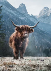 Wall murals Highland Cow Single Bautiful Highland Cattle standing alone on a frozen Meadow in front of Huge Peaks in the Italian Dolomites