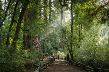 Big Basin Redwood State Park