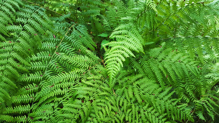 Beautyful ferns leaves background.