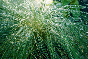 Mexican grass with dew drops