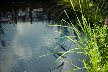 A small lake in the forest
