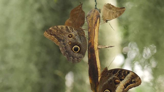 Colorful moths on plant, close up
