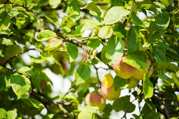 Growing apples in an environmentally friendly environment