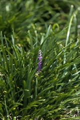 A purple in a cluster of green leaves