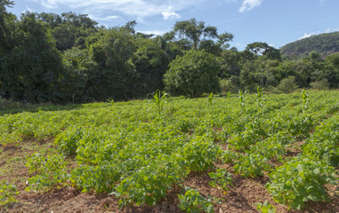 Fototapeta na wymiar Lavoura de feijão de pequena propriedade rural em Guarani, Minas Gerais.
