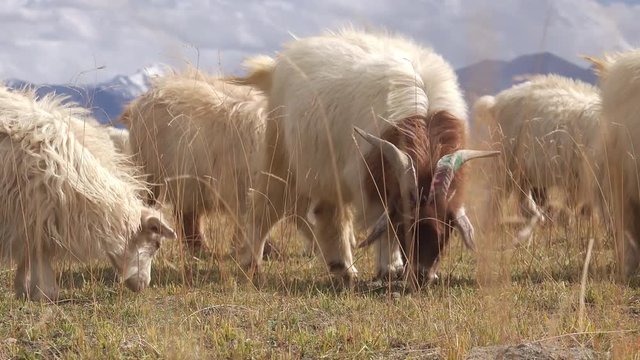 Herd of sheeps and Changthangi or Kashmir Pashmina goats eating herbs against beautiful Himalaya mountains near Tso Moriri lake. Gorgeous domestic animals grazing at Himalayan highlands. Ladakh, India