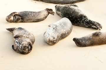 Harbor seals (Phoca vitulina) lounging at Casa Beach, also known as the Children's Pool, in La Jolla California