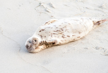 A Harbor seal (Phoca vitulina) lounging at Casa Beach, also known as the Children's Pool, in La Jolla California