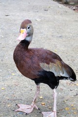 duck