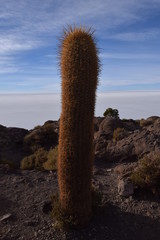 Fototapeta premium cactus