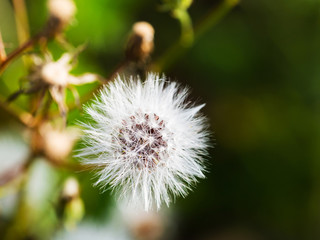 Fluffy white blowball on green background, macro