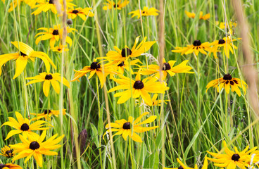 Field of Yellow Rudbeckia (Black eyed Susan Flower)