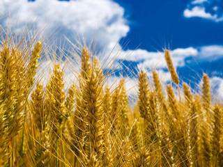 Fototapeta premium Macro shot of wheat stems under blue sky with cloudscape