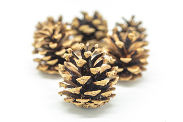 A group of pine cones, with a shallow depth of field