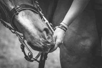 Nahaufnahme Hand liebkost Pferd 