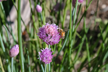Closeup of a honey bee on the bloom of a garlic plant against a bokeh garden background