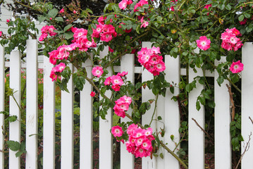 Wild pink roses growing on a white picket fence with flower garden showing through