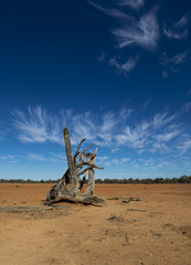 Old Log, blue sky and wispy clouds in the Australian outback