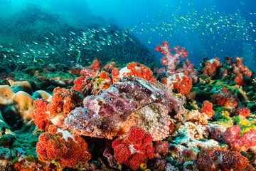 Camouflaged Scorpionfish on a coral reef