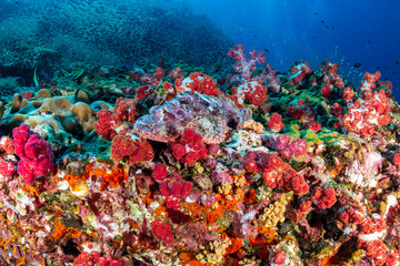 Fototapeta na wymiar Camouflaged Scorpionfish on a coral reef