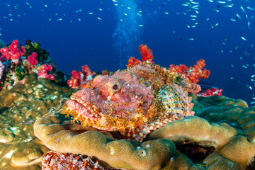 Naklejka na ściany i meble Camouflaged Scorpionfish on a coral reef