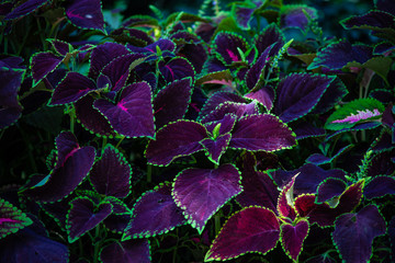 Purple and green leaves as a natural background