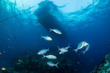 Trevally and other predatory fish hunting above a colorful tropical coral reef