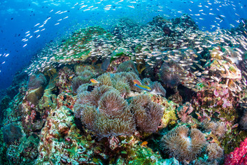 Fototapeta na wymiar Clownfish and other tropical fish swimming around a colorful, healthy tropical coral reef (Richelieu Rock, Thailand)