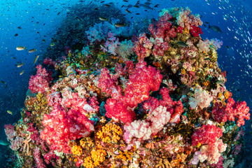 Naklejka na ściany i meble A beautiful, colorful and healthy tropical coral reef in Asia