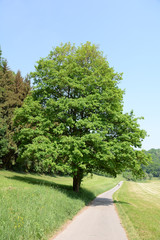 Radweg im Kochertal
