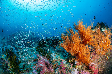 Fototapeta na wymiar A beautiful, colorful and healthy tropical coral reef in Asia