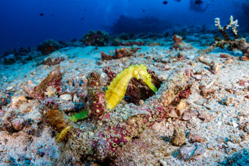 Naklejka na ściany i meble A yellow Thorny Sea Horse on a tropical coral reef (Richelieu Rock, Thailand)