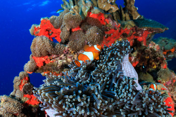 Beautiful Clownfish on a colorful tropical coral reef